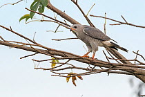 Lizard buzzard (Kaupifalco monogrammicus) perched in treetop, Allahein river, The Gambia.