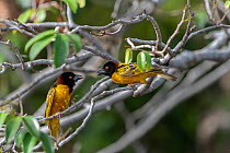 Two male Village weaver (Ploceus cucullatus) perched in tree, squabbling, Allahein river, The Gambia.