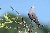 Red-eyed dove (Streptopelia semitorquata) perched in treetop, Allahein river, The Gambia.