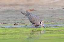Red-eyed dove (Streptopelia semitorquata) drinking at waters edge, Allahein river, The Gambia.