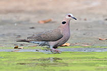 Red-eyed dove (Streptopelia semitorquata) at waters edge, Allahein river, The Gambia.