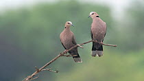 Two Red-eyed dove (Streptopelia semitorquata) perched on a branch, Allahein river, The Gambia.