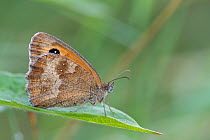 Hedge brown (Pyronia tithonus) butterfly resting on a leaf, Klein Schietveld Nature Reserve, Brasschaat, Belgium. August.
