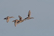 Four Gadwall (Anas strepera) in flight, Zeeland, The Netherlands. September.