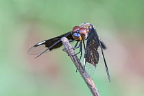 Female Widow dragonfly (Palpopleura portia) resting on a branch, Kololi, The Gambia.