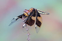 Female Widow dragonfly (Palpopleura portia) landing on a branch, Kololi, The Gambia.
