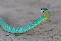Common bush snake (Philothamnus irregularis) with head raised, Tentaba, The Gambia.