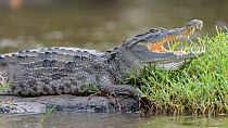 West African crocodile (Crocodylus suchus) basking on riverbank, Allahein river, The Gambia.