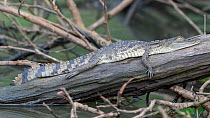 West African crocodile (Crocodylus suchus) juvenile, resting on a log, Allahein river, The Gambia.