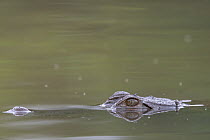 West African crocodile (Crocodylus suchus) submerged in river, with only eyes and nostril above water, Allahein river, The Gambia.
