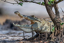 West African crocodile (Crocodylus suchus) basking on riverbank, Allahein river,  The Gambia.