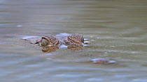 West African crocodile (Crocodylus suchus) submerged in river, with eyes just above water,   Allahein river,  The Gambia.