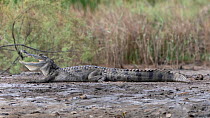 West African crocodile (Crocodylus suchus) basking with mouth open on riverbank, Allahein River, The Gambia.