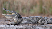 West African crocodile (Crocodylus suchus) basking with mouth open on riverbank, Allahein River, The Gambia.