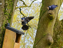 Jackdaw (Corvus monedula) pair returning with beakfuls of animal hair to line their nest after evicting a pair of Grey squirrels from the nest box, Wiltshire, UK, March.