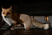 Female Red fox (Vulpes vulpes) tentatively stepping up onto garden terrace, Hungary. December.
