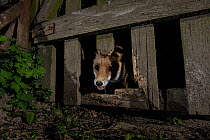 Female Red fox (Vulpes vulpes) peering through hole it has made in wooden fence, Hungary. March.
