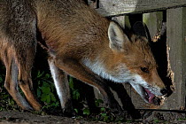 Female Red fox (Vulpes vulpes) chewing and biting wooden fence to make a hole enabling it to enter the backyard, Hungary, March.