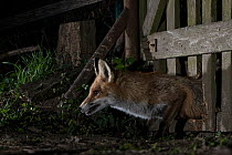 Female Red fox (Vulpes vulpes) entering the backyard through the hole it has made in the fence, Hungary, March.