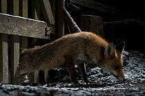 Female Red fox (Vulpes vulpes) entering the backyard through the hole it has made in the fence, Hungary, March.