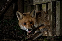 Female Red fox (Vulpes vulpes) squeezing through a hole in the fence to enter the backyard, Hungary. March.
