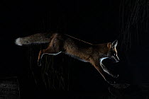 Female Red fox (Vulpes vulpes) jumping down from the stone wall of cottage in the forest, Hungary, February.