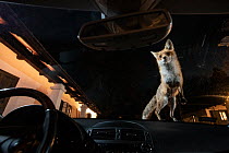 Female Red fox (Vulpes vulpes) walking over a car windshield, caught by a camera trap, Hungary, March.