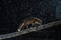 Female Red fox (Vulpes vulpes) walking along fallen tree trunk in a heavy snowstorm, backlit with flash. Hungary, January.