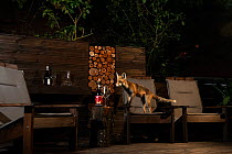 Red fox (Vulpes vulpes) investigating a garden terrace at night, looking for left over food, Hungary, June.