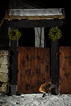 Female Red fox (Vulpes vulpes) leaving backyard through a traditional wooden door at night, Hungary. January.