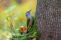 Female Grey-headed woodpecker (Picus canus) perched on side of tree trunk, Germany. October.