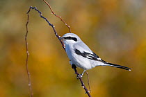 Great grey shrike (Lanius excubitor) perched on a thorny branch, Germany. October.