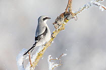 Great grey shrike (Lanius excubitor) perched on a snow-covered branch next to its prey of dead mouse which it is keeping stored on a branch in an animal 'larder', Germany. February.