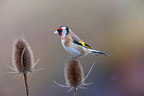 Goldfinch (Carduelis carduelis) perched on Teasel (Dipsacus sp.) seedhead in winter, Germany. January.