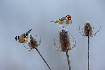 Goldfinch (Carduelis carduelis) two feeding on (Teasel Dipsacus sp.) seeds in winter, Germany. January.
