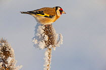 Goldfinch (Carduelis carduelis) perched on snow-covered Teasel (Dipsacus sp.) seedhead in winter, Germany. February.