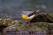 Grey wagtail (Motacilla cinerea) standing on rock at water's edge, Germany. March.