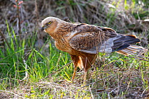 Female Marsh harrier (Circus aeruginosus) on the ground collecting nesting material, Germany. April.