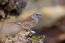 Dunnock (Prunella modularis) perched on a branch, Germany. March.