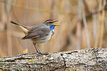 Male Bluethroat (Luscinia svecica cyanecula) standing on a branch, calling, Germany. April.