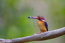 Male Pygmy kingfisher (Ispidina picta) perched on a branch with a dragonfly in its beak, Masai Mara, Kenya. Africa.