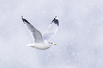 Common gull (Larus canus) in flight in falling snow, London, UK. January.