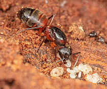 Ferruginous carpenter ant (Camponotus chromaiodes) queen with wing scars, at nest beneath bark, arranging larvae and pupae, Pennsylvania, USA. June.
