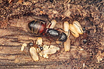 Ferruginous carpenter ant (Camponotus chromaiodes) queen in new nest beneath bark, with young workers, eggs, larvae and pupae, Pennsylvania, USA. July.