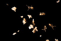 Ghost ants (Tapinoma melanocephalum) tending to their brood of larvae and pupae, on black background, Urban Entomology Lab, University of Florida, Gainesville, USA. Captive.