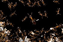 Bicolored trailing ants (Monomorium floricola), queen, workers and larvae on black background, the Urban Entomology Lab, University of Florida, Gainesville, USA. Captive.