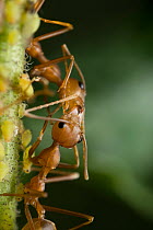 Two Asian weaver ants (Oecophylla smaragdina) engaged in trophallaxis, social feeding, West Bengal, India.