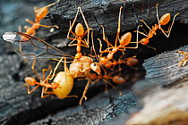 Asian weaver ant (Oecophylla smaragdina), worker ants carrying the queen, West Bengal, India.