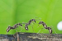 Three India queenless ants (Diacamma indicum) communicating using their antennae, West Bengal, India