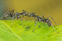 Two India queenless ants (Diacamma indicum) communicating using their antennae, West Bengal, India.